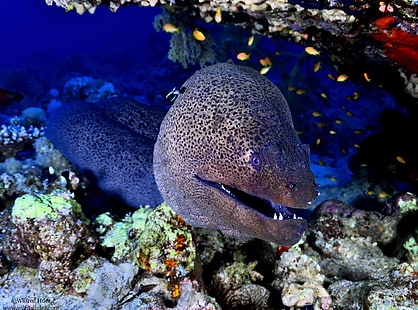 Giant Moray, Red Sea, gray and black murray eel, Animals, Sea, Fish, Underwater, Water, Photography, Reef, Closeup, Corals, Bottom, scuba diving, Marine Species, Red Sea, Giant Moray, HD wallpaper HD wallpaper