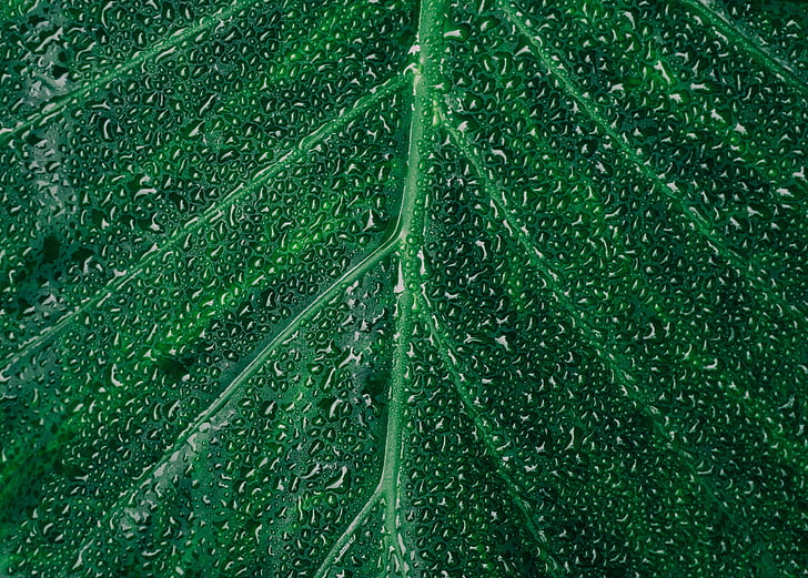 green leaf, leaf, drops, surface, HD wallpaper