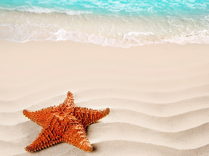 bintang laut coklat, pasir, pantai, musim panas, Laut, alam, bintang laut, Wallpaper HD