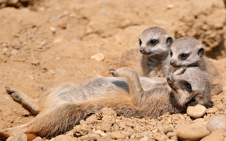 three brown animals, meerkats, dirt, sand, HD wallpaper