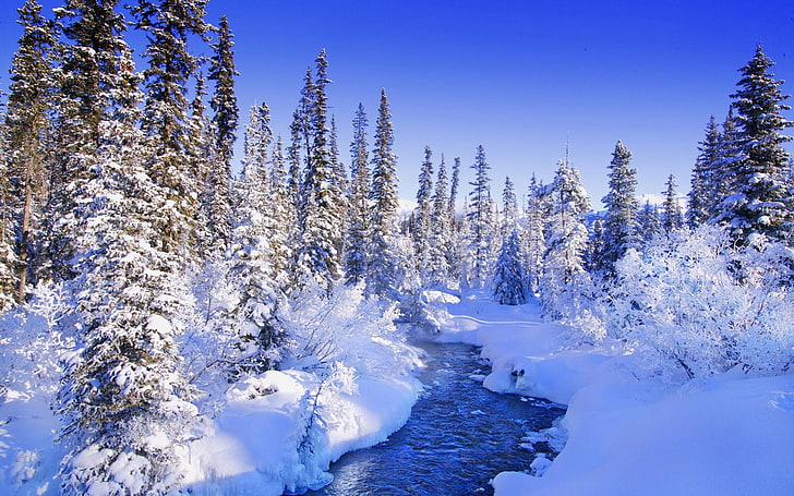 snow-capped trees, fur-trees, trees, snow, river, snowdrifts, bushes, hoarfrost, HD wallpaper
