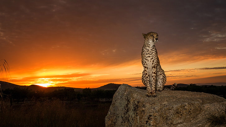 Hewan Cheetah Cheetah Adalah Kucing Besar Dari Subfamily Feline Lives Di Afrika Utara dan Selatan Hd Wallpaper Untuk Desktop Laptop Tablet Ponsel 3840 × 2160, Wallpaper HD