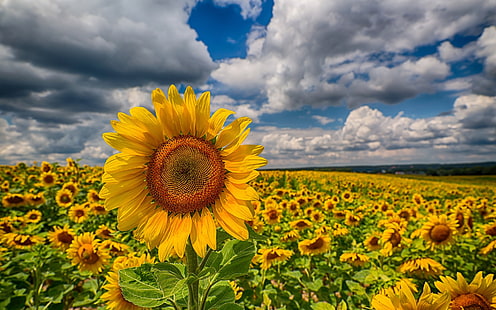 Sunflowers, fields, clouds, sky, Sunflowers, Fields, Clouds, Sky, HD wallpaper HD wallpaper