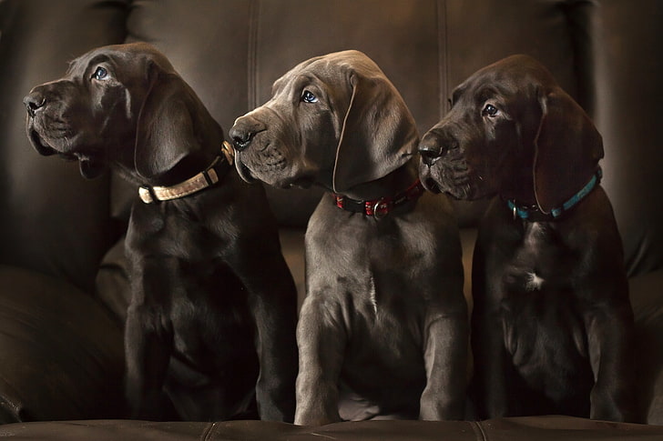 الكلاب ، الجراء ، الثلاثي ، الثالوث ، المحاذاة ، الدانماركي العظيم، خلفية HD