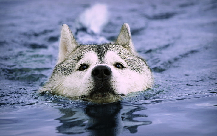 ไซบีเรียนฮัสกี้สีขาวตัวเต็มวัยสุนัขปากกระบอกปืนว่ายน้ำเปียก, วอลล์เปเปอร์ HD