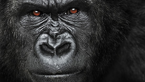 grande macaco, olhos, monocromático, olhar, gorila, animais selvagens, animal terrestre, HD papel de parede HD wallpaper