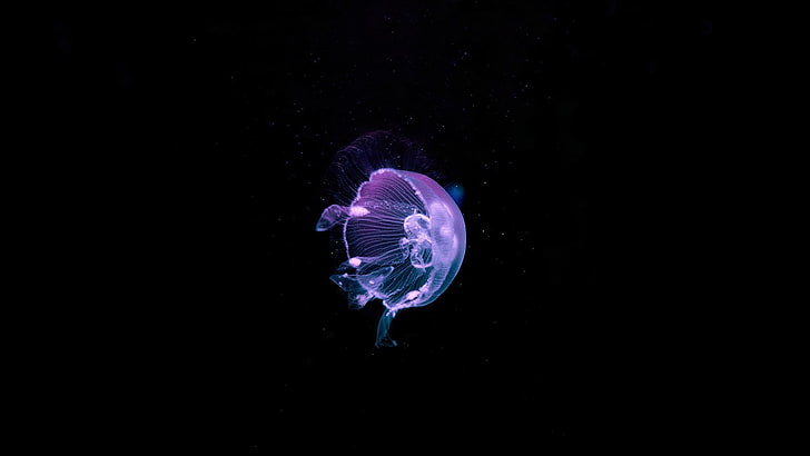 медузи, под вода, дълбоко море, вода, тъмно, животни, море, черен фон, природа, HD тапет