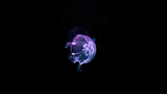 jellyfish, underwater, deep sea, water, dark, animals, sea, black background, nature, HD wallpaper HD wallpaper