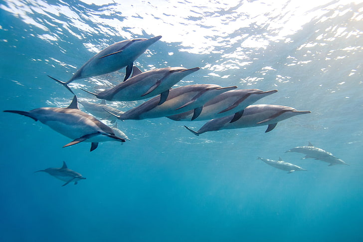 dolphins, dolphin, tropical dolphin, hawaii, ocean, water, flock, HD wallpaper