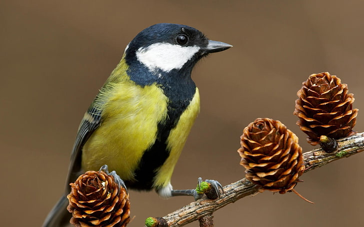 yellow and black bird, bird, titmouse, cones, tree, branch, HD wallpaper