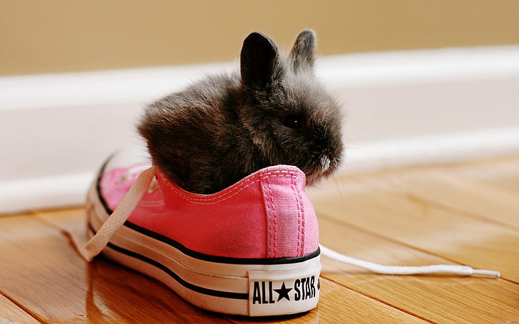 black rabbit, RED, RABBIT, SHOES, SNEAKERS, LACES, HD wallpaper