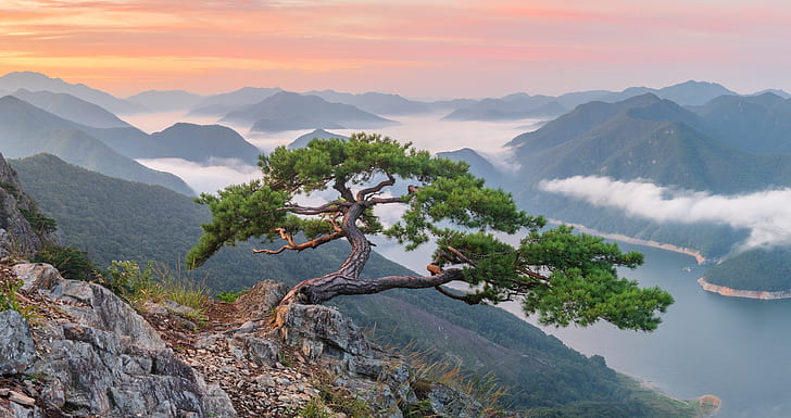 Дървета, дърво, мъгла, пейзаж, планина, природа, река, Южна Корея, HD тапет