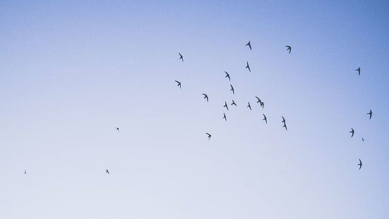 birds, flying, sky, HD wallpaper HD wallpaper