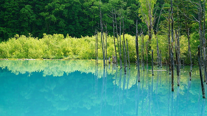 green leaf tree with green grass, trees, water, green, blue, nature, cyan, reflection, calm waters, HD wallpaper