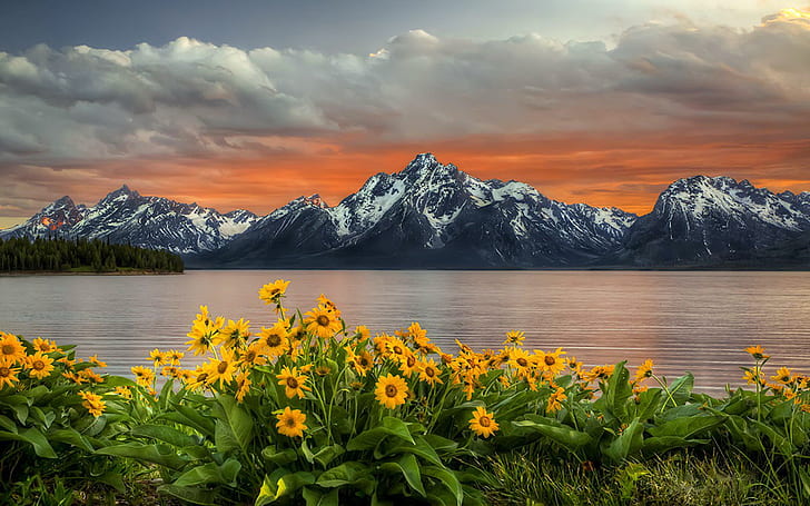 Pôr do sol sobre o Parque Nacional de Grand Teton Flores de girassol amarelas Picos de montanhas do lago com neve Céu vermelho com nuvens Paisagem Wallpaper Hd 1920 × 1200, HD papel de parede