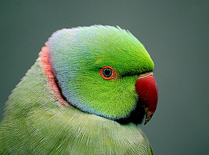 зеленый и красный клюв попугай, psittacula, индийский, попугай, psittacula, индийский, индийский Ringneck, Psittacula krameri, зеленый, красный, клюв, птица, попугай, в окружении, Sony A, A 300, Explored, flickr, Best, существа, Public Domain, Посвящение, CC0, Geo-Tagged, любовник, боке, DO, OF, фотографии, животное, разноцветные, живая природа, природа, синий, клюв, желтый, перо, домашние животные, HD обои HD wallpaper
