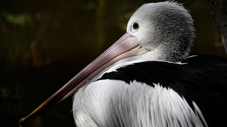 Australian pelican, New Guinea, close-up, white, gray, bird, animal, nature, tourism, HD wallpaper