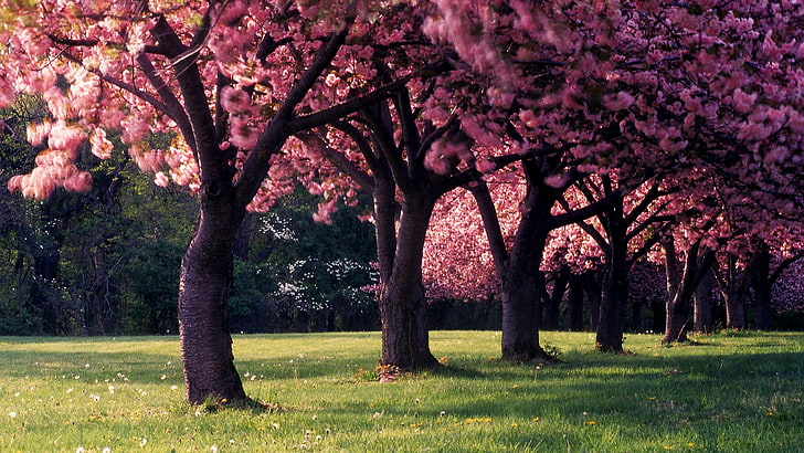Sakura trees, spring, trees, nature, dandelion, landscape, seasons, depth of field, photography, HD wallpaper