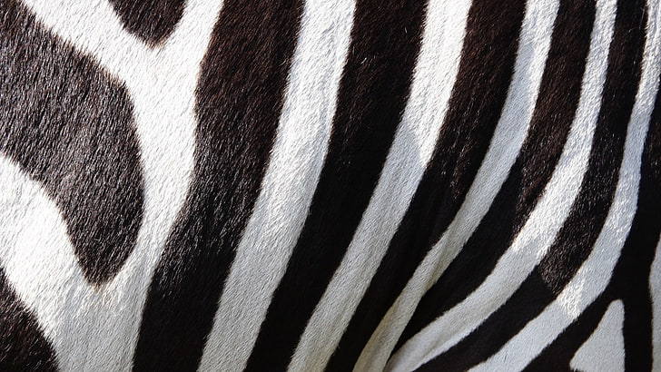 preto, branco e marrom listrado têxtil, natureza, animais, animais selvagens, zebras, listras, pele, preto, branco, macro, HD papel de parede