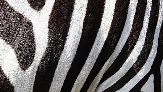 preto, branco e marrom listrado têxtil, natureza, animais, animais selvagens, zebras, listras, pele, preto, branco, macro, HD papel de parede HD wallpaper