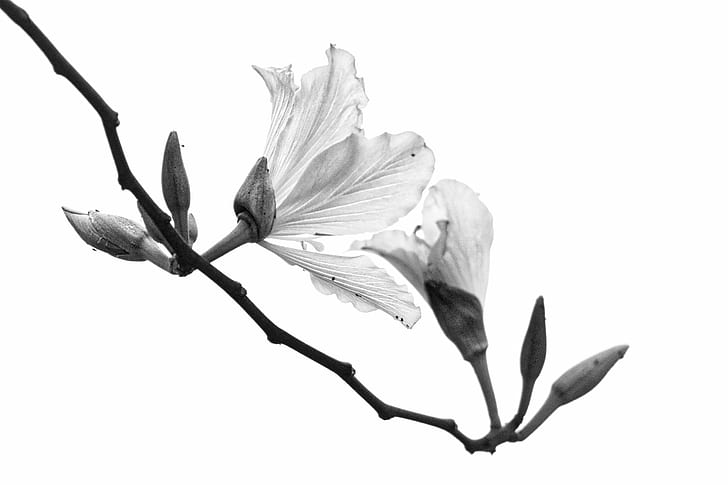 photography of petaled flowers, BlackandWhite, photography, Guangzhou, flower, Black  White, nature, black And White, branch, plant, tree, isolated, botany, isolated On White, HD wallpaper