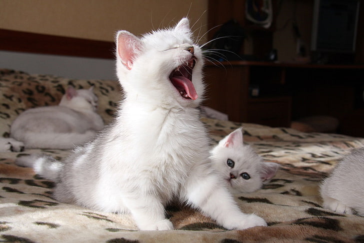 white cat and kitten, cat, kitty, cute, HD wallpaper