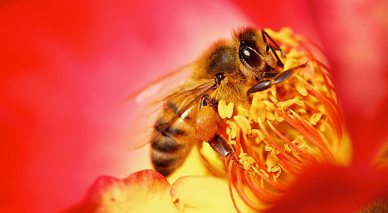 Laddade, Djur, Insekter, Natur, Blomma, Färger, Fotografi, Växt, Makro, Kalifornien, Insekt, Nektar, Arbete, Ståndare, Närbild, Levande, Fokus, Upptagen, vilda djur, nikon, pollen, fauna, flora, enade stater, losangeles, mikro, honungsbi, apoidea, pollinerare, rödblomma, hårt arbetande, HD tapet HD wallpaper