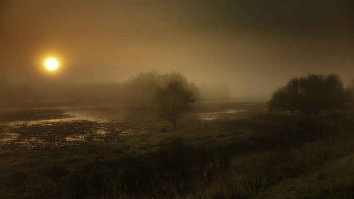 mist, atmosphere, fog, morning, sky, dawn, sunrise, twilight, tree, rural area, sunlight, wetland, landscape, HD wallpaper