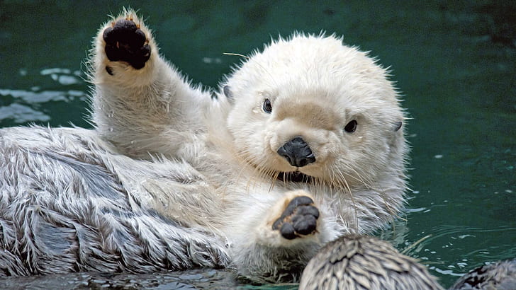 Baby Sea Otter, water, otter, baby, animal, animals, HD wallpaper