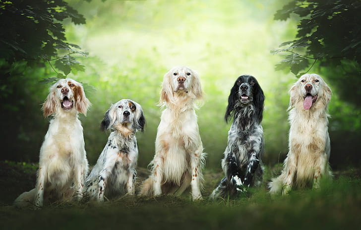 dogs, summer, look, leaves, branches, nature, team, company, friends, a lot, green background, muzzle, sitting, setter, five, HD wallpaper