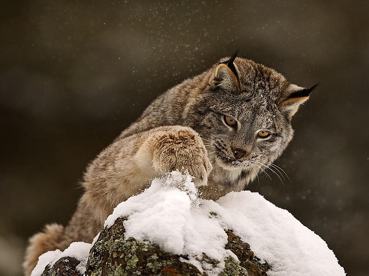 brown lynx, lynx, paw, snow, curiosity, big cat, predator, HD wallpaper