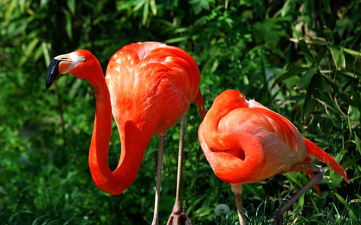 two orange flamingos, flamingo, couple, grass, birds, color, feathers, HD wallpaper