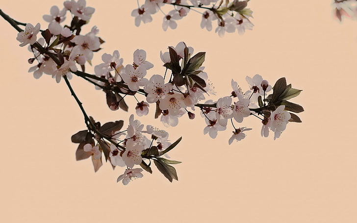 하얀 꽃잎 꽃, 꽃, HD 배경 화면