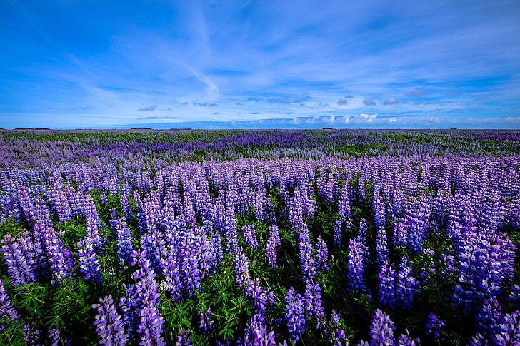 agriculture, beautiful, bloom, blooming, blossom, blue sky, bright, clouds, color, delicate, environment, field, flora, flower bed, flowers, garden, growth, horizon, idyllic, landscape, leaves, lupine, nature, outdoors, HD wallpaper
