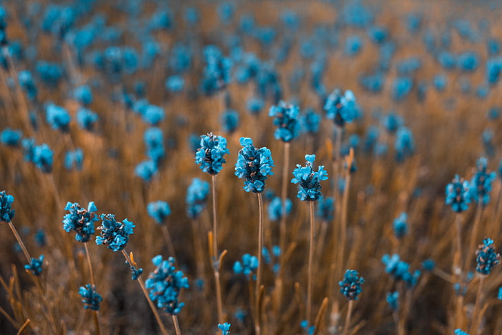 blue petaled flowers, flowers, field, blur, HD wallpaper