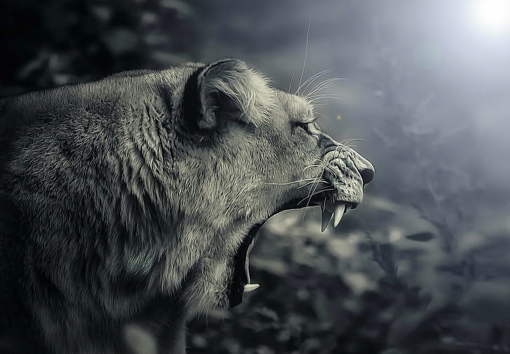 Predator teeth, lioness photographyt, predator, teeth, jaws, HD wallpaper