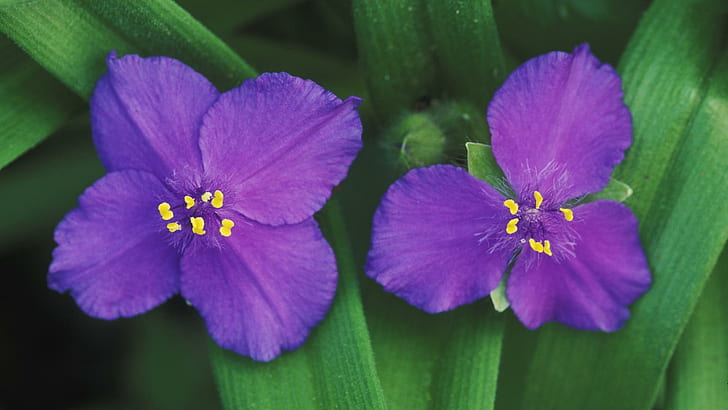 Spiderworts, два фиолетовых цветка, цветы, 1920x1080, spiderwort, HD обои