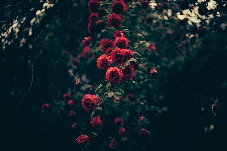 rote Blütenblätter, Pflanzen, Blumen, Rose, HD-Hintergrundbild