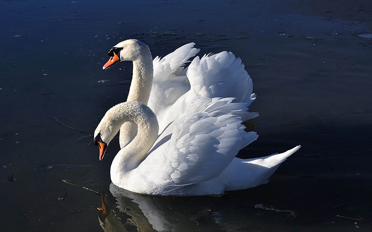 two white swans, swans, birds, water, HD wallpaper