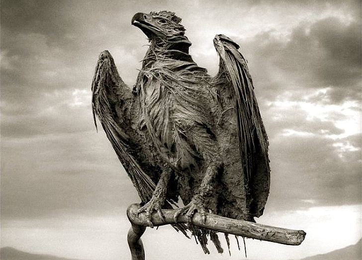 Foto de buitre en escala de grises, águila, Fondo de pantalla HD