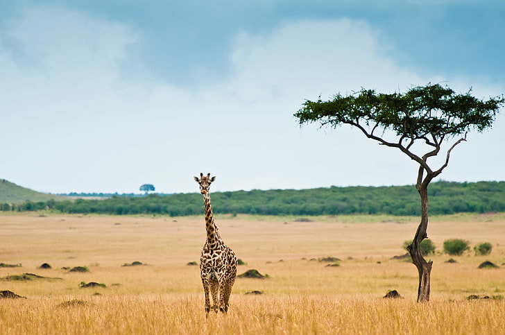 коричневый жираф, жираф, саванна, африка, HD обои