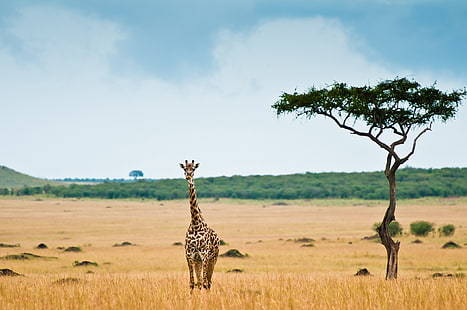 giraffa marrone, giraffa, savana, Africa, Sfondo HD HD wallpaper