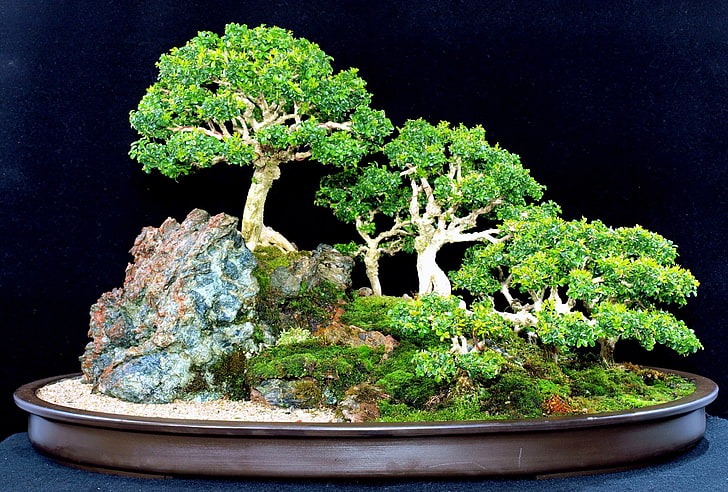 Tierra, bonsai, Fondo de pantalla HD