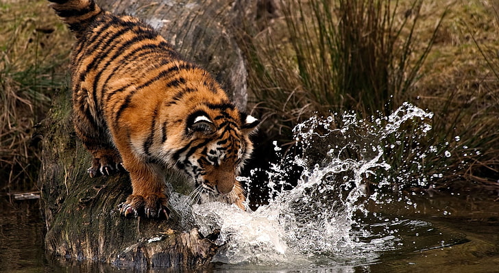 Tiger spielt mit Wasser, Sumatra-Tiger, Tiere, wild, mit, Wasser, spielen, Tiger, HD-Hintergrundbild