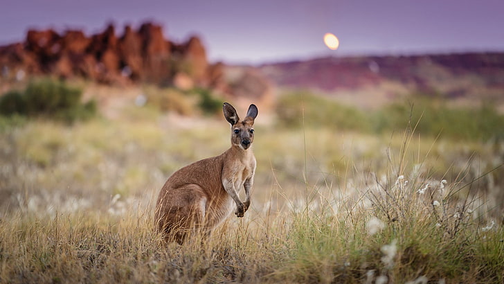 brun känguru, morgon, Australien, känguru, HD tapet