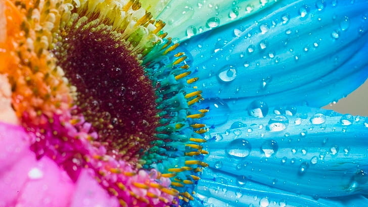 زهرة، ملونة، قوس قزح، 1920x1080، 4 ك صورة، خلفية HD