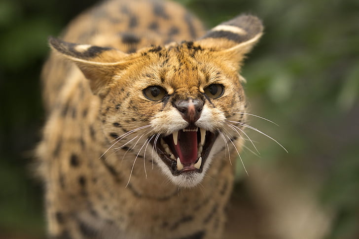 cat, face, jaws, rage, serval, teeth, wild, HD wallpaper