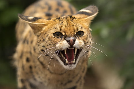 cat, face, jaws, rage, serval, teeth, wild, HD wallpaper HD wallpaper