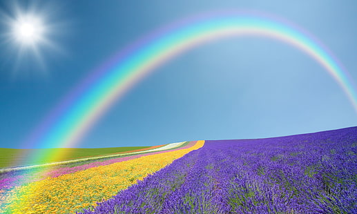arco iris, campo, púrpura, el cielo, el sol, paisaje, flores, amarillo, naturaleza, verde, fondo, pantalla ancha, papel tapiz, arco iris, pantalla completa, fondos de pantalla HD, pantalla completa, Fondo de pantalla HD HD wallpaper