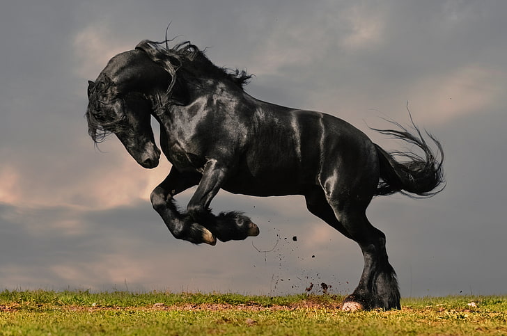 black horse, grass, horse, frieze, HD wallpaper